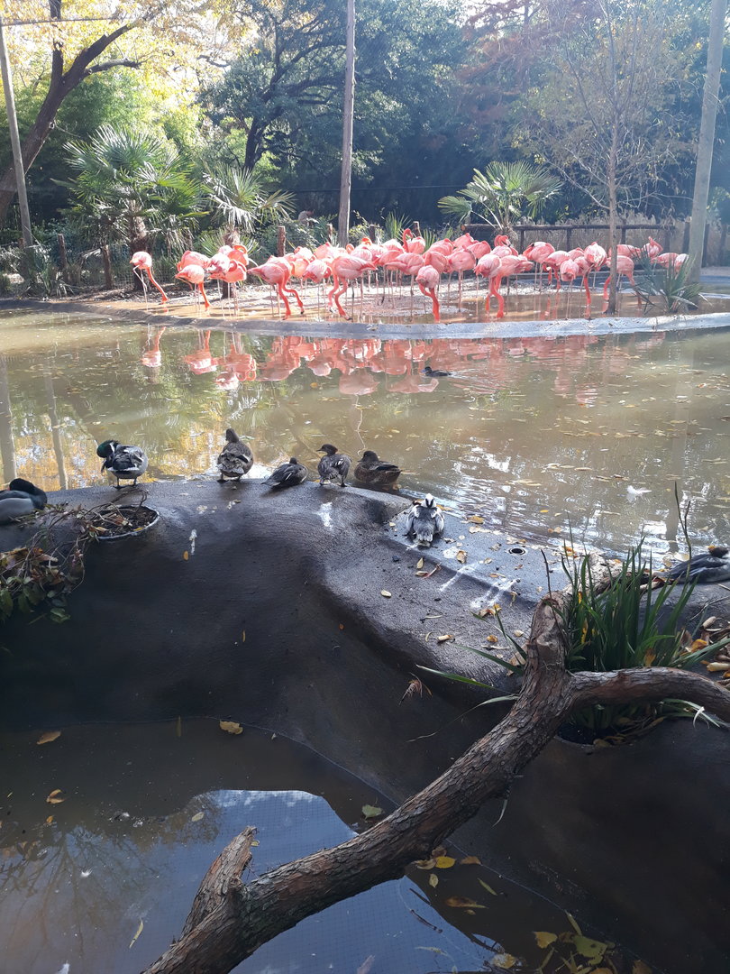 American flamingos and ducks