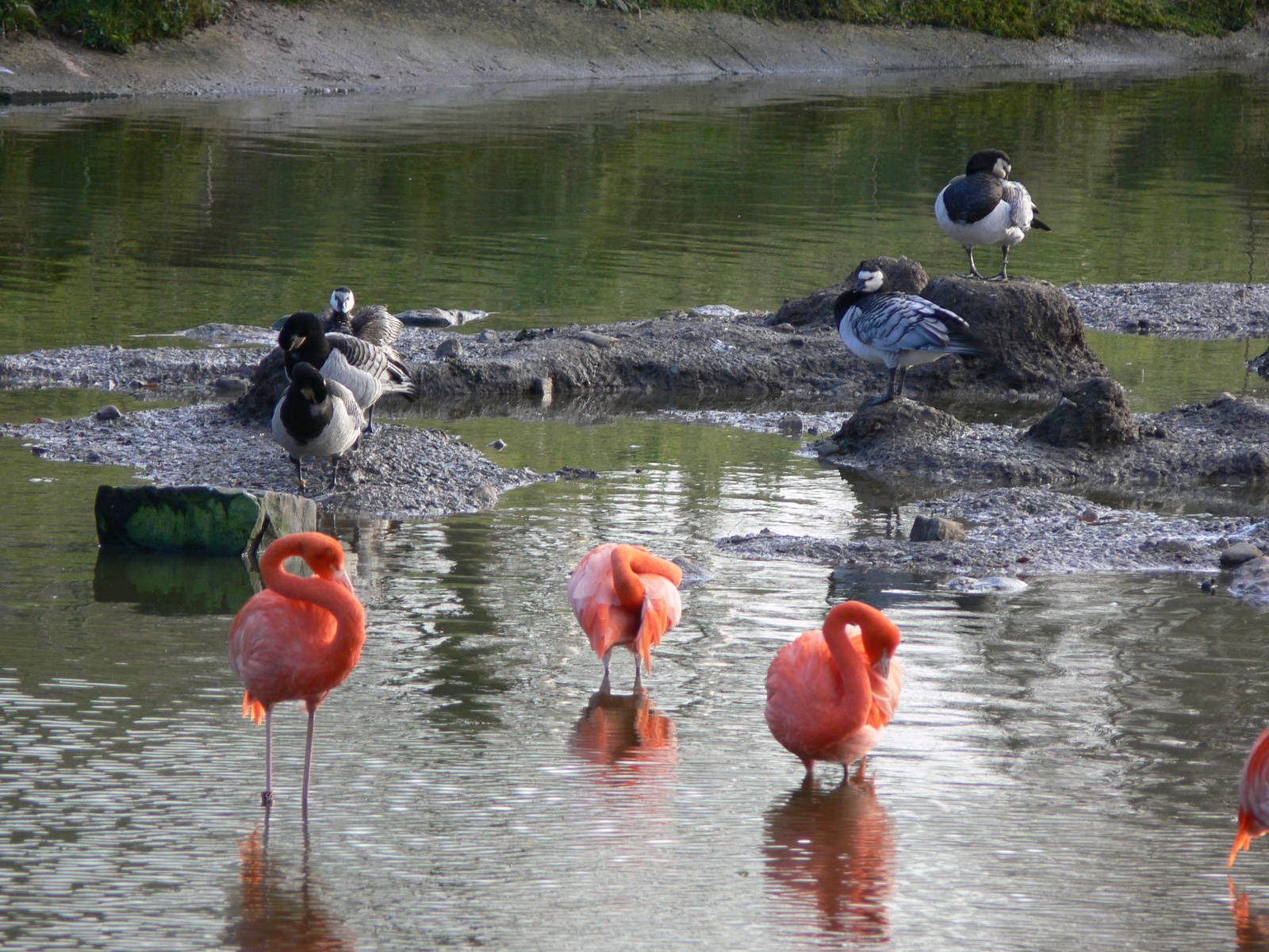 American Flamingos at Blackpool Zoo, 09/12/12