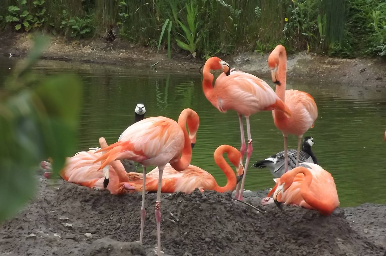 American Flamingos at Blackpool Zoo 16/06/12