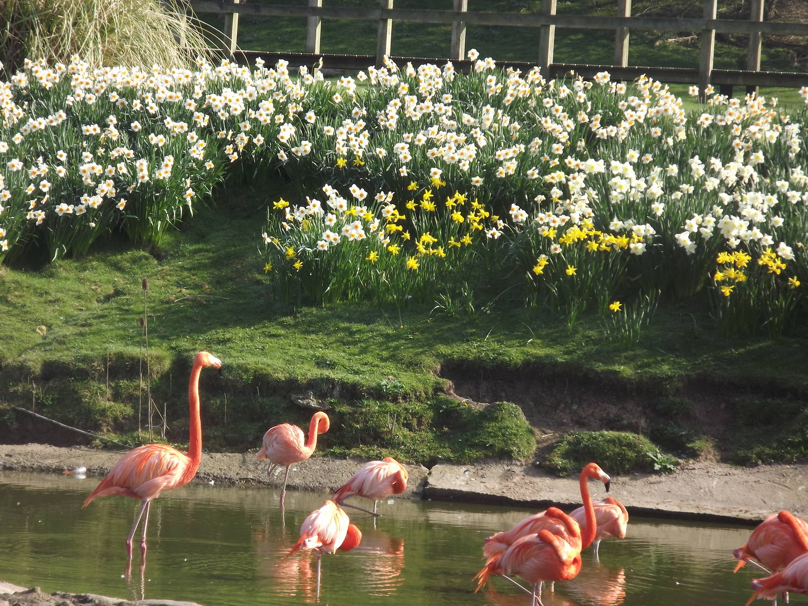 American Flamingos at Blackpool Zoo 25/03/12