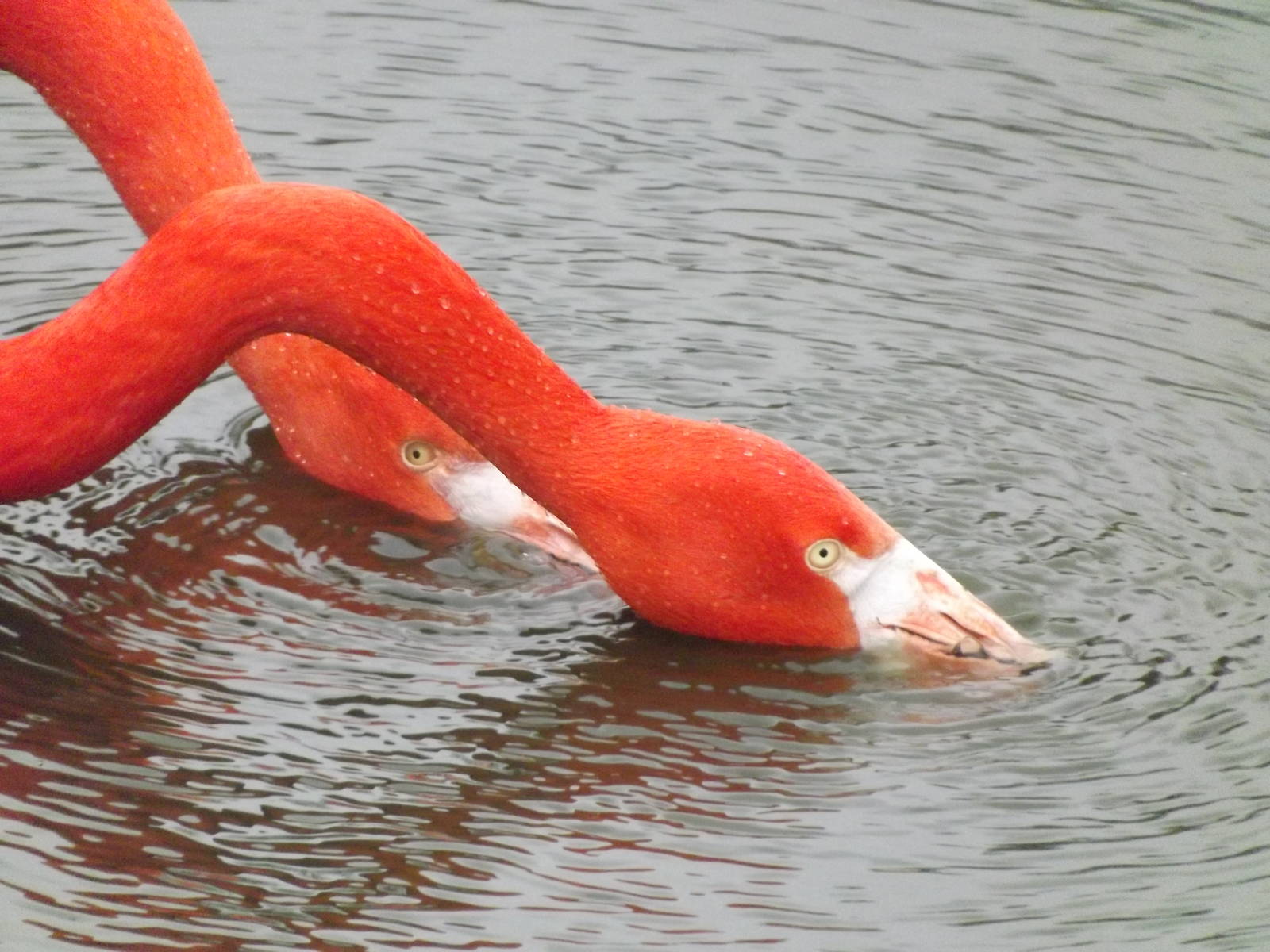 American Flamingos at Blackpool Zoo 26/02/12