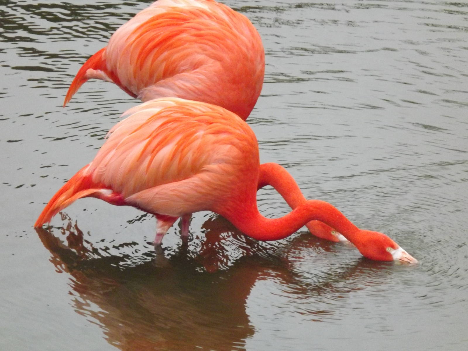 American Flamingos at Blackpool Zoo 26/02/12