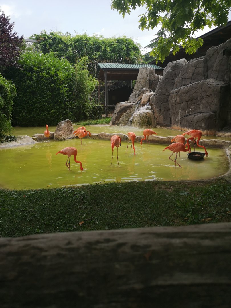 American flamingos at le Cornelle