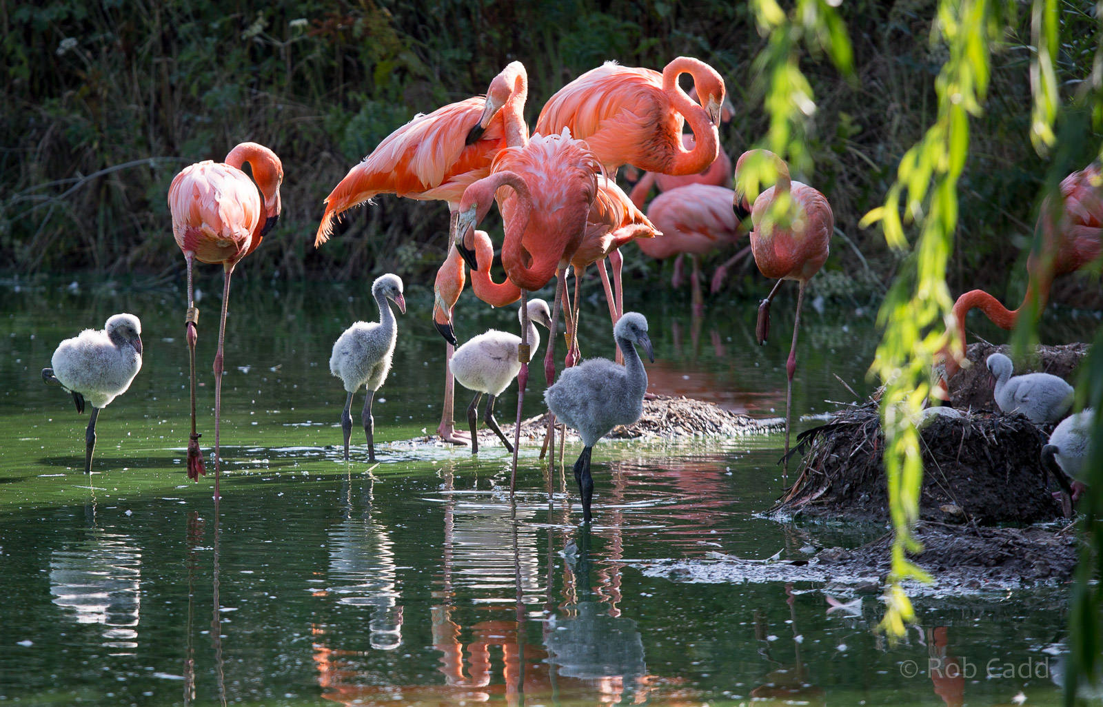 American flamingos (chicks, egg) : Whipsnade : 19 Jul 2014