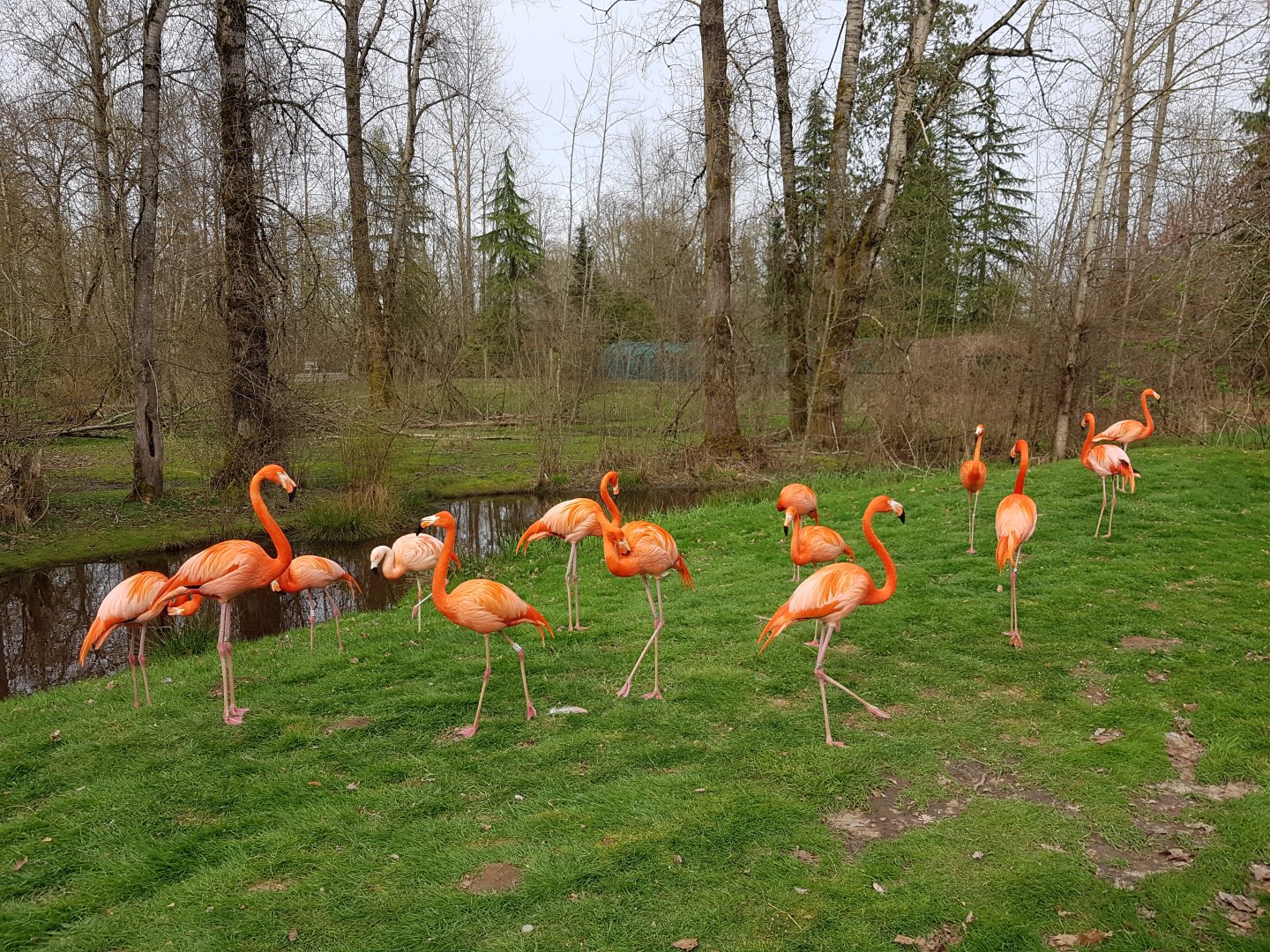 American Flamingos & Chilean Flamingo