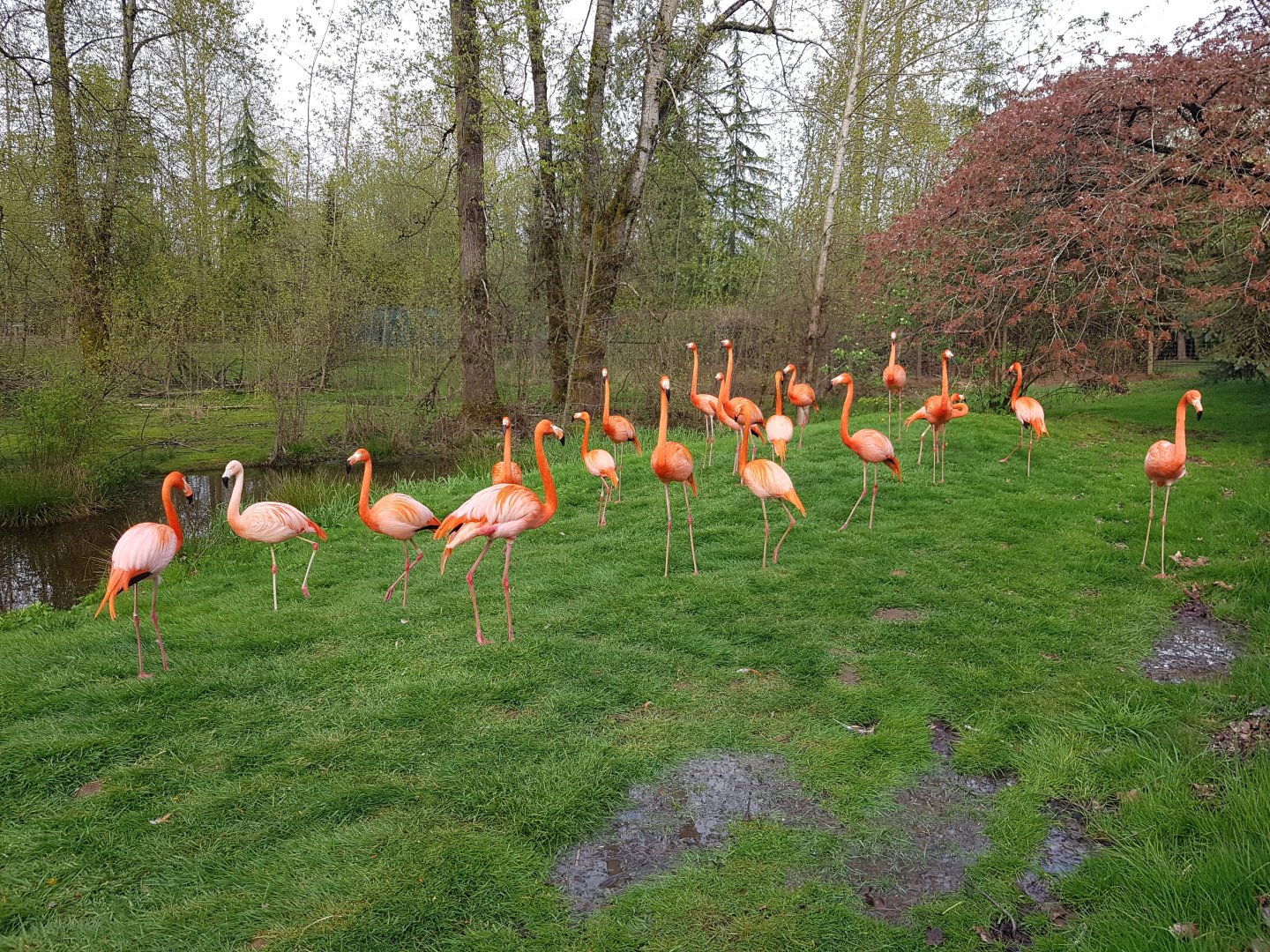 American Flamingos & Chilean Flamingo
