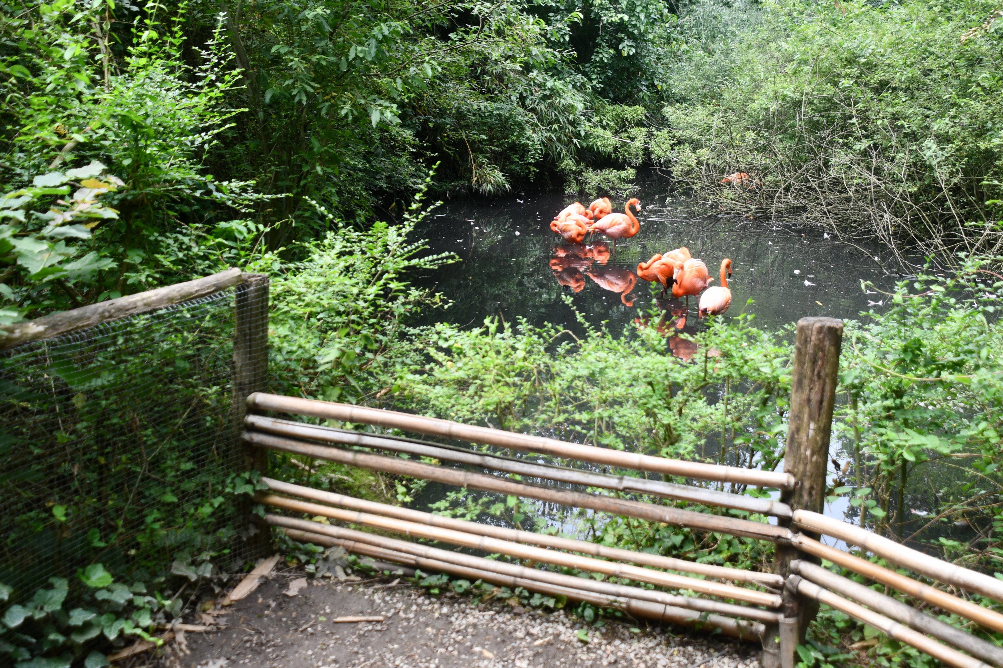 American Flamingos exhibit