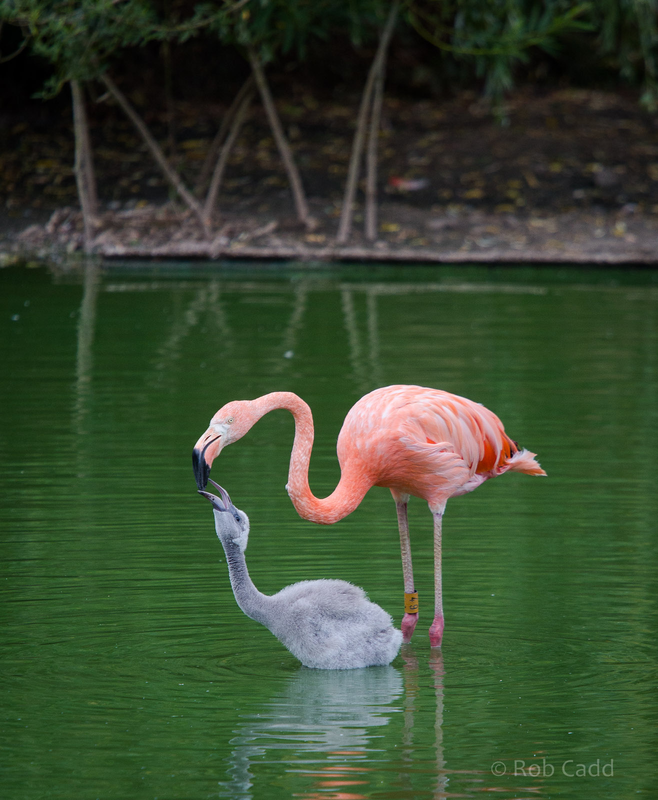 American flamingos (feeding chick, wading) : Whipsnade : 01 Aug 2014 (+vide