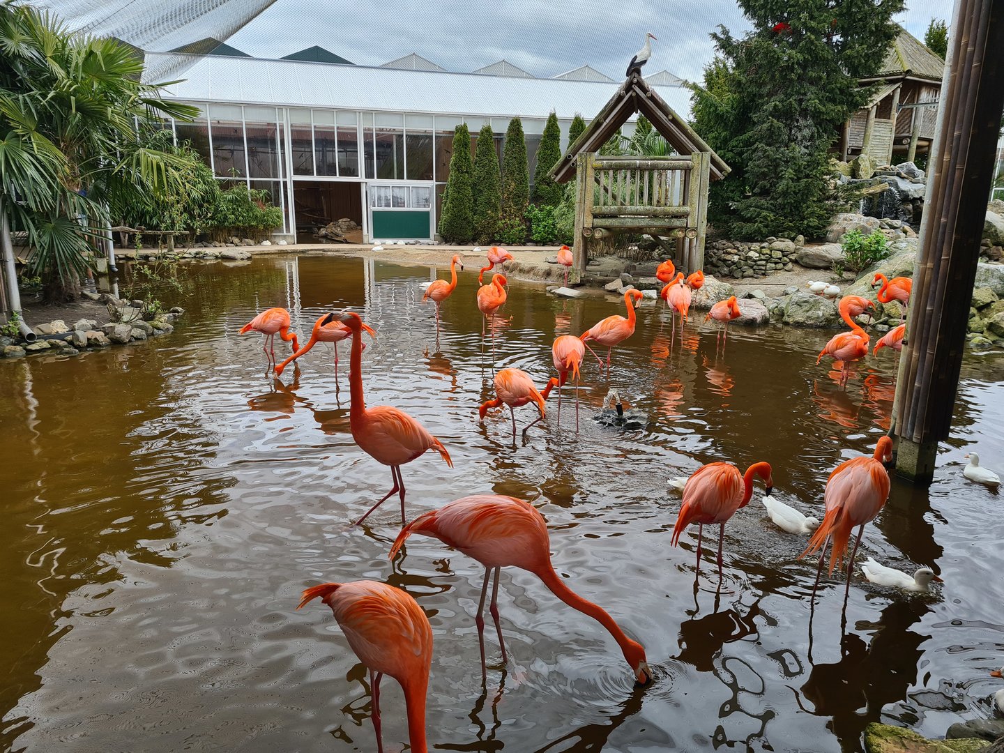 American flamingos in Lemur kingdom