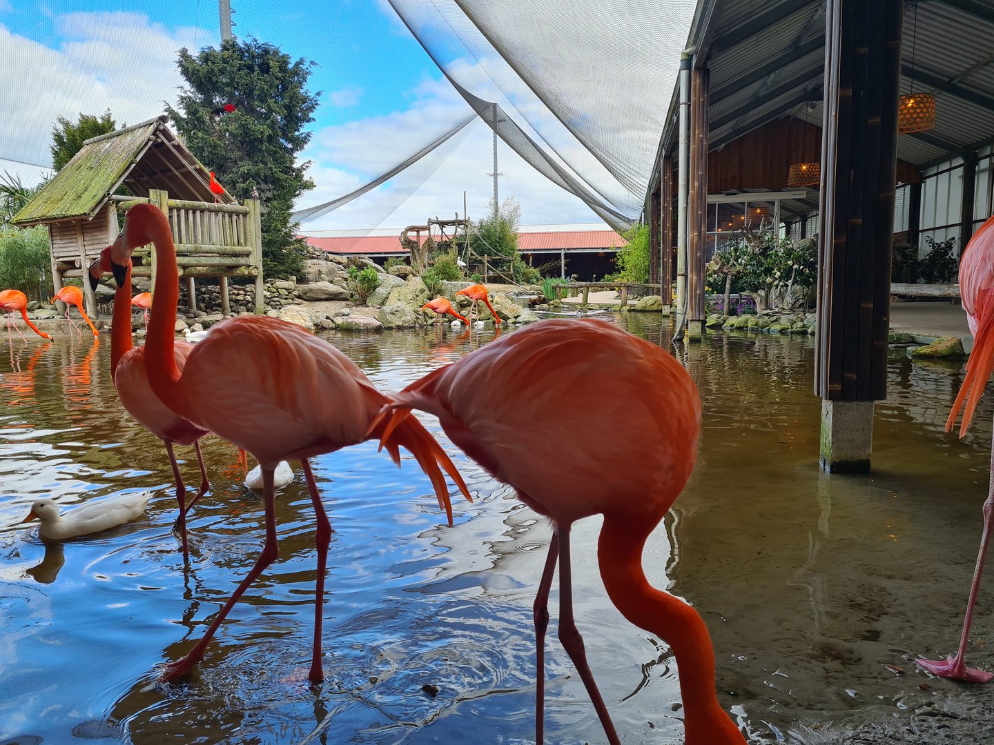 American flamingos in Lemur kingdom