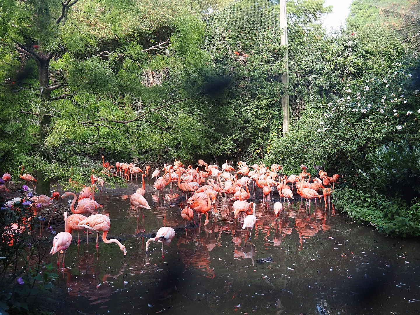 American flamingos in the Cuban aviary, 2022-08-28