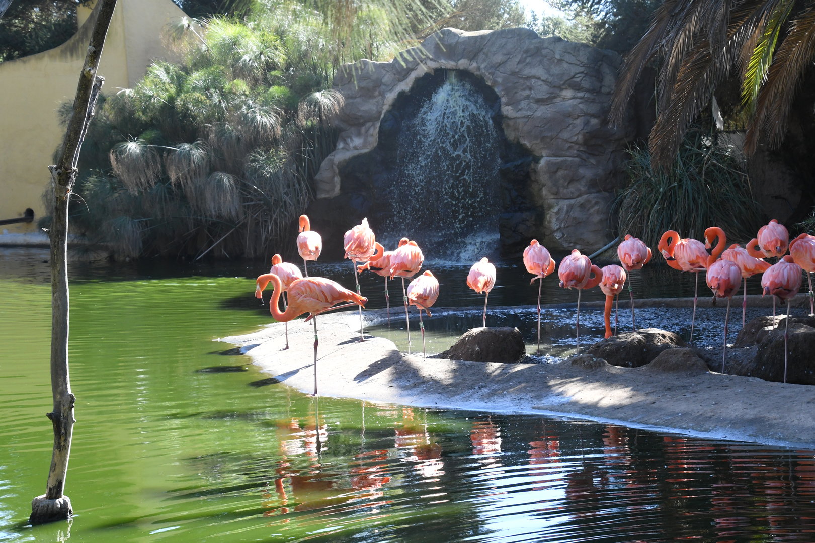 American Flamingos Lake