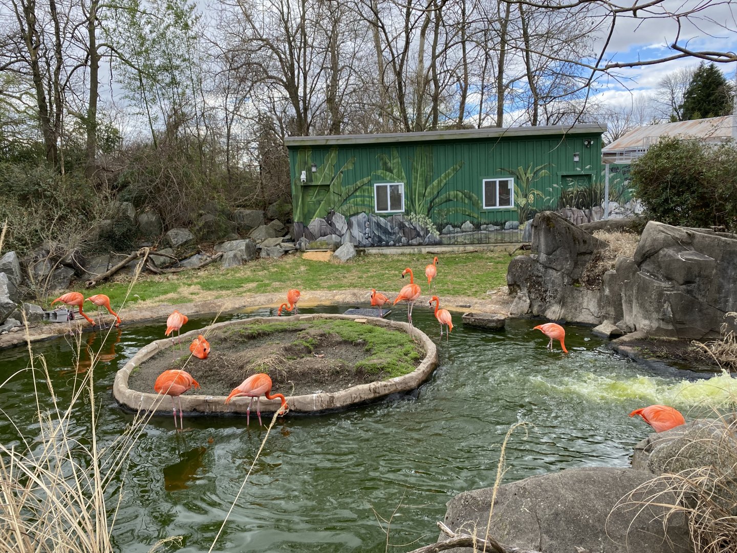 American Flamingos- Mar 20