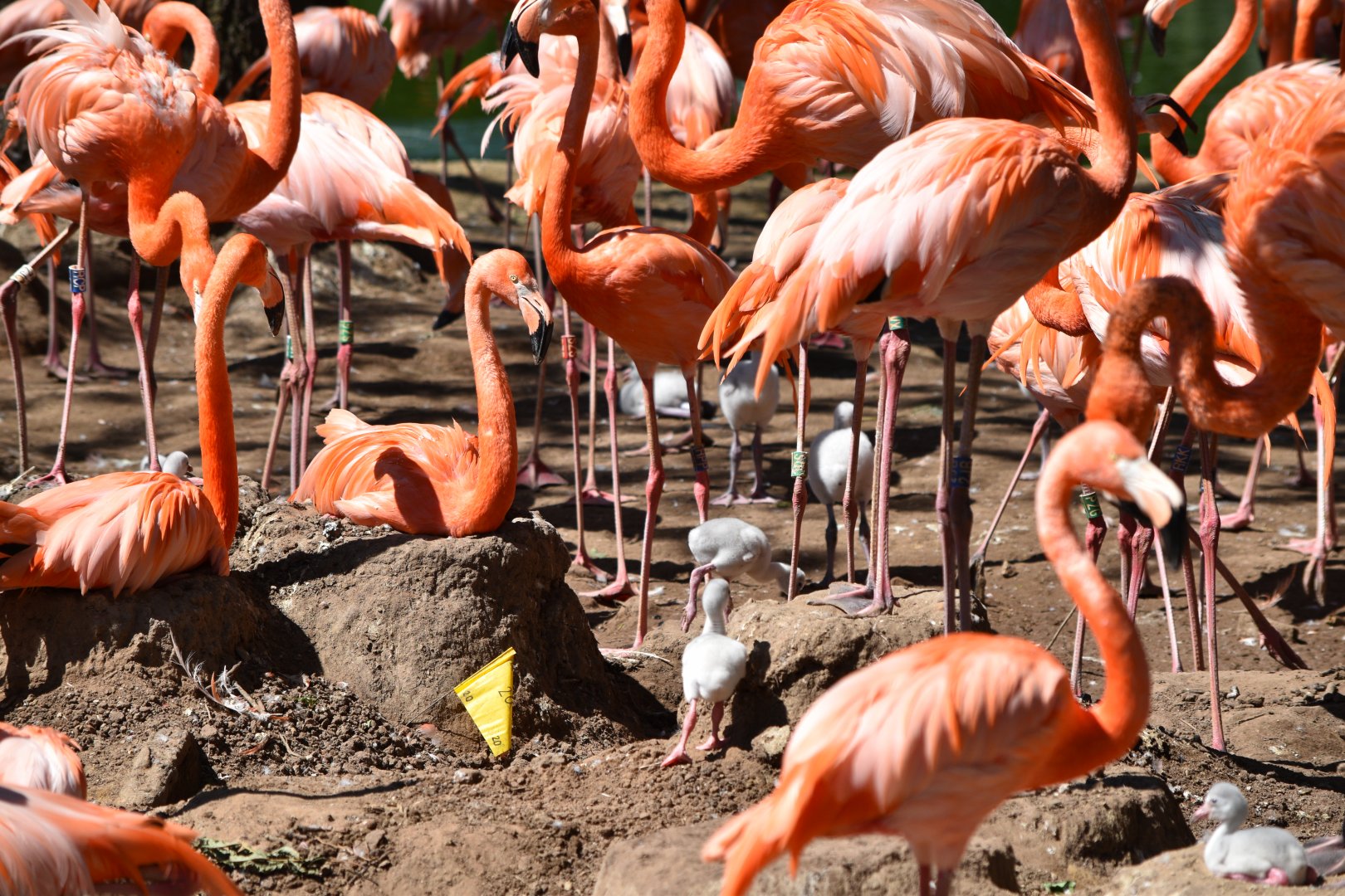 American flamingos nesting
