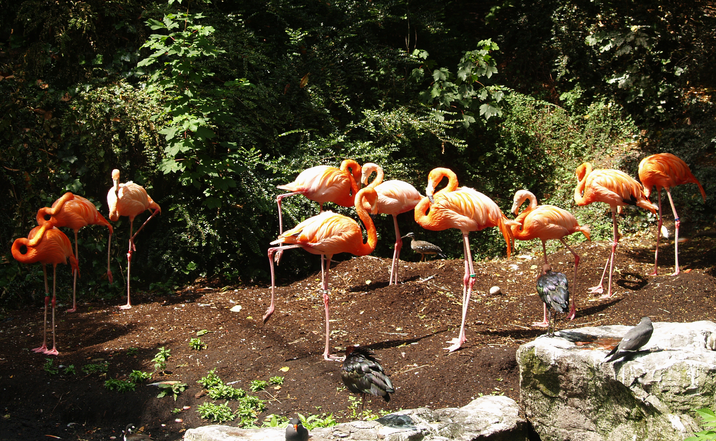American flamingos (Phoenicopterus ruber), 2006-07-08