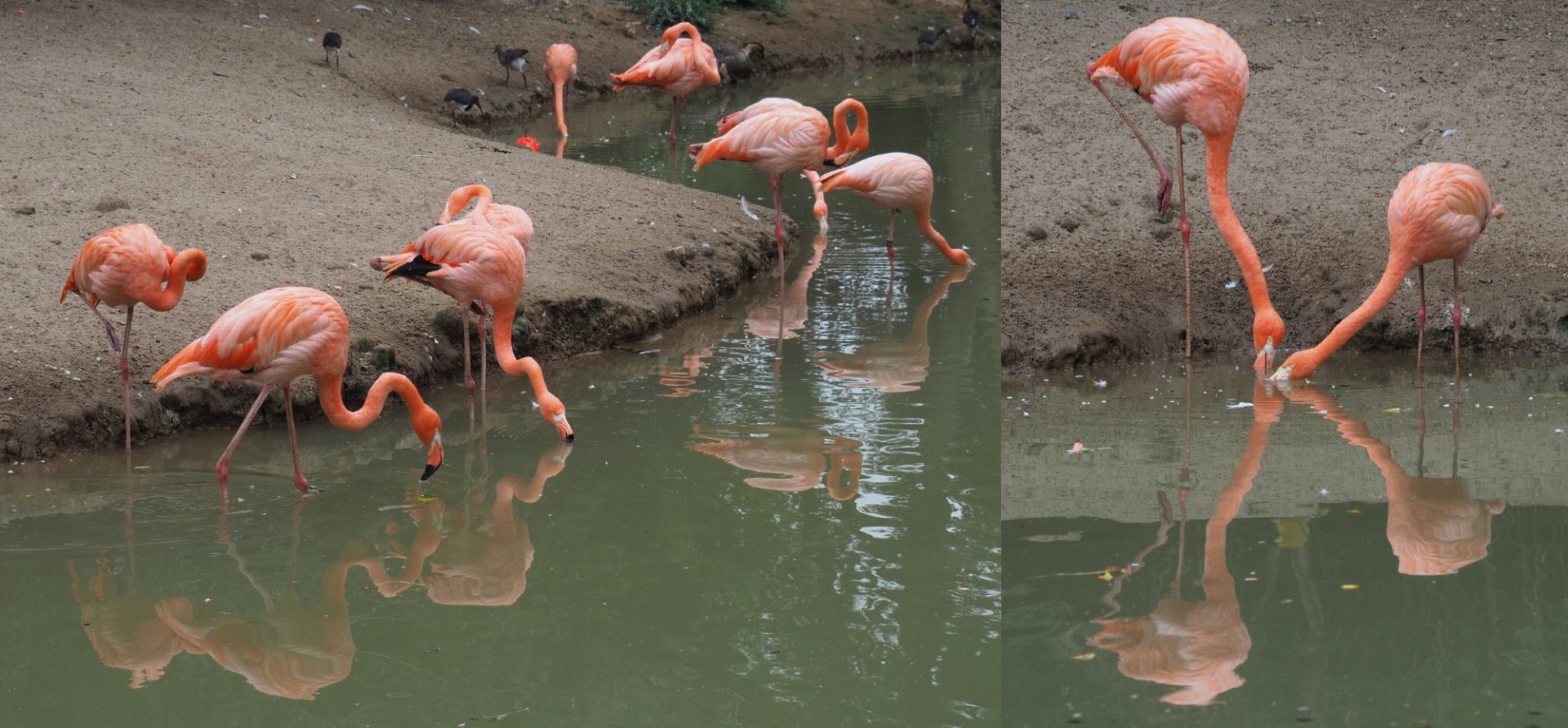 American flamingos (Phoenicopterus ruber), 2020-09-03
