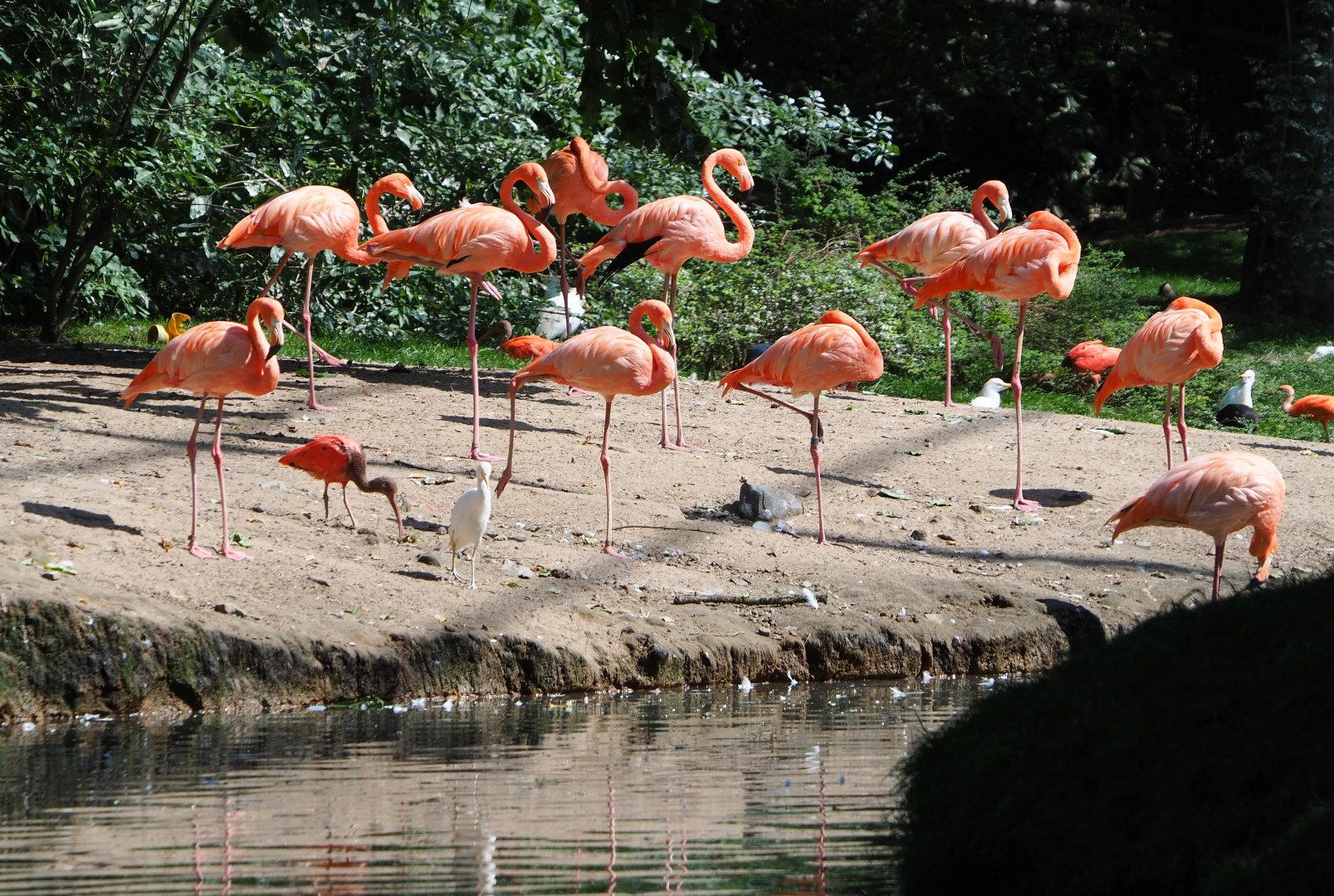 American flamingos (Phoenicopterus ruber), 2021-09-02