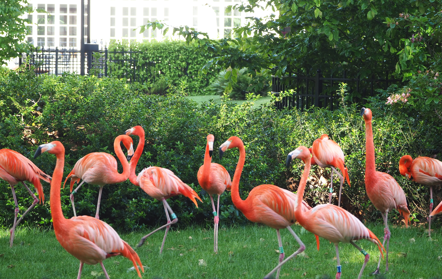 American flamingos (Phoenicopterus ruber), 2022-05-26