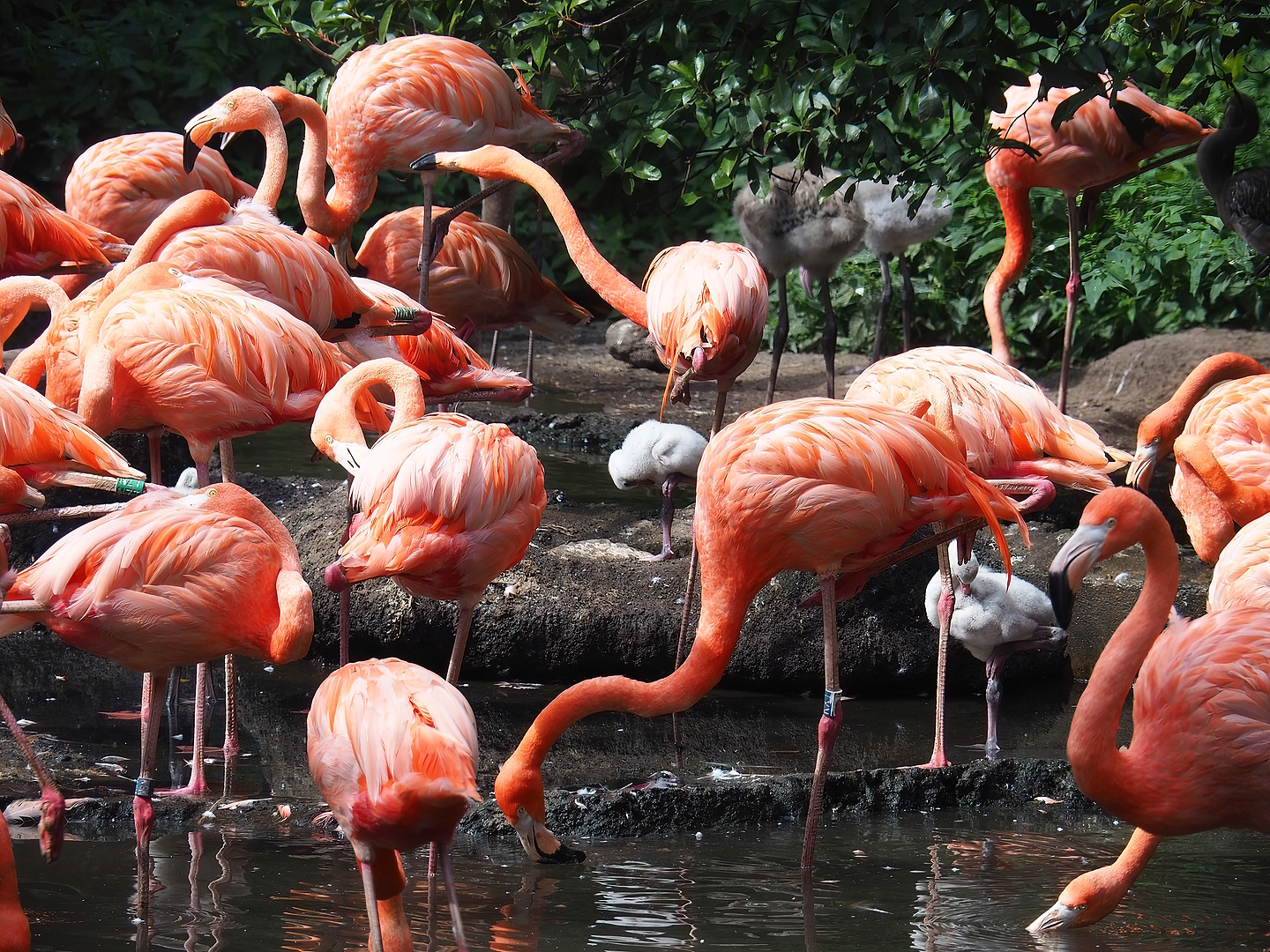 American flamingos (Phoenicopterus ruber), 2022-08-28