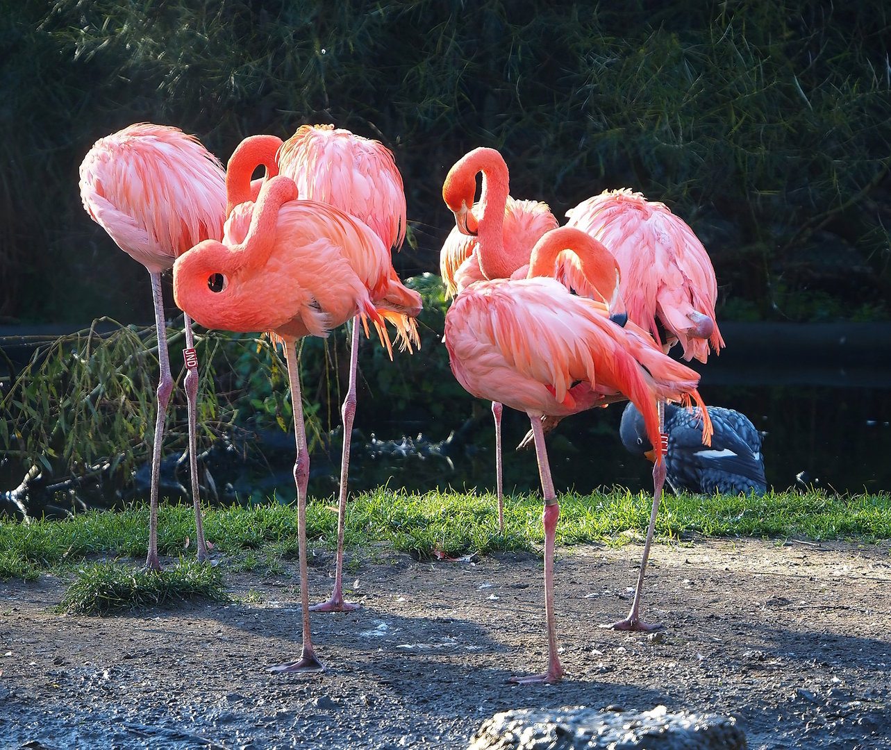 American flamingos (Phoenicopterus ruber), 2022-11-12