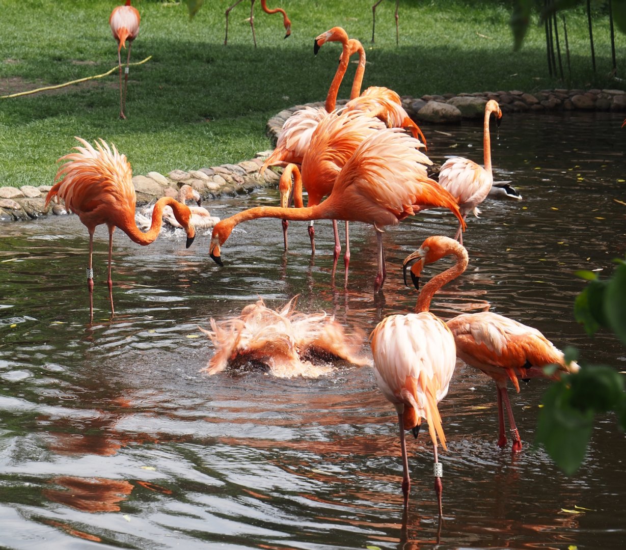 American flamingos (Phoenicopterus ruber), 2024-05-21