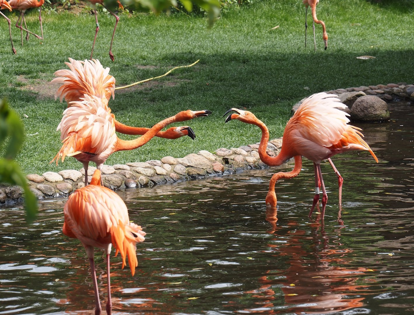 American flamingos (Phoenicopterus ruber), 2024-05-21