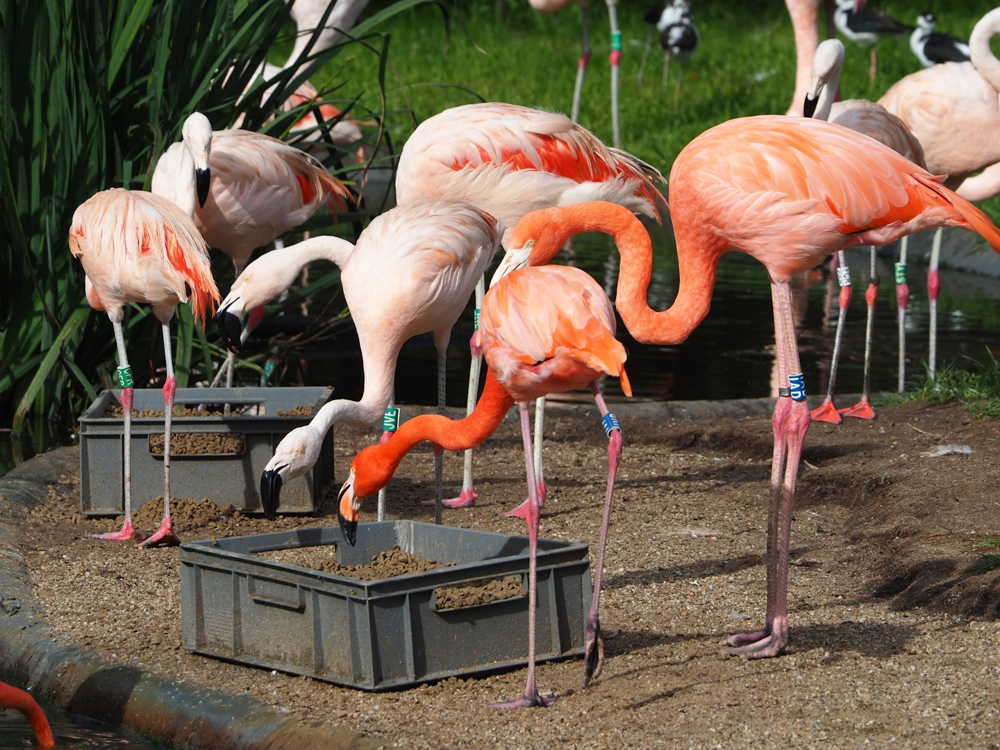American flamingos (Phoenicopterus ruber) and Chilean flamingos (P. chilensis), 2023-09-19