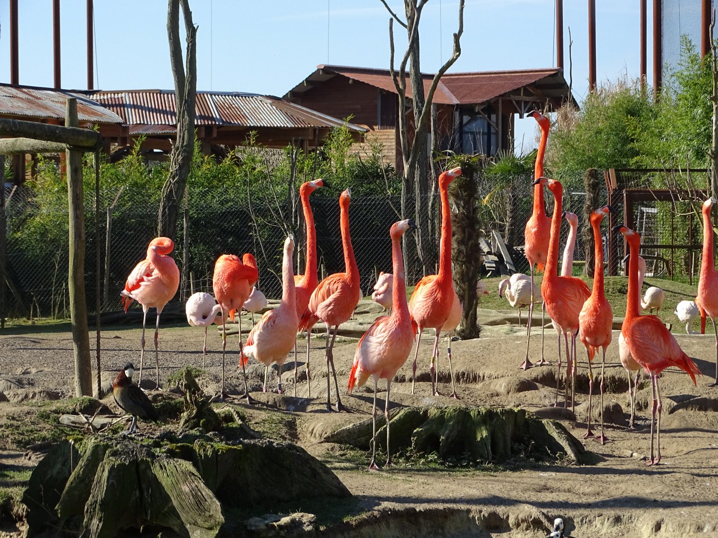 American flamingos (Phoenicopterus ruber) and Chilean flamingos (Phoenicopterus chilensis)