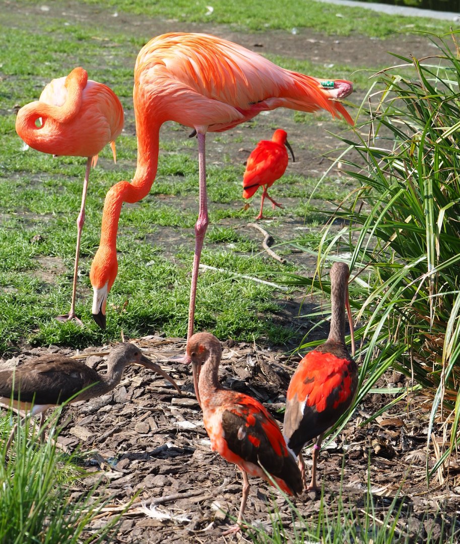 American flamingos (Phoenicopterus ruber) and Scarlet ibises (Eudocimus ruber), 2023-04-18