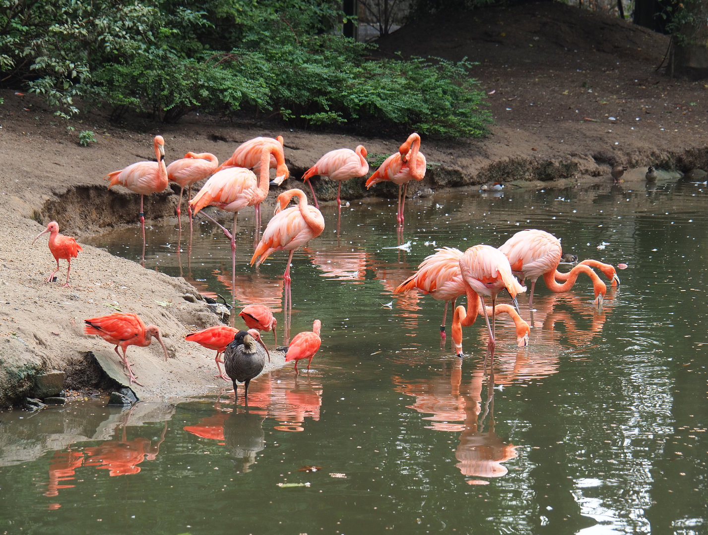American flamingos (Phoenicopterus ruber), Scarlet ibises (Eudocimus ruber) and Nēnē (Branta sandvicensis), 2022-09-15