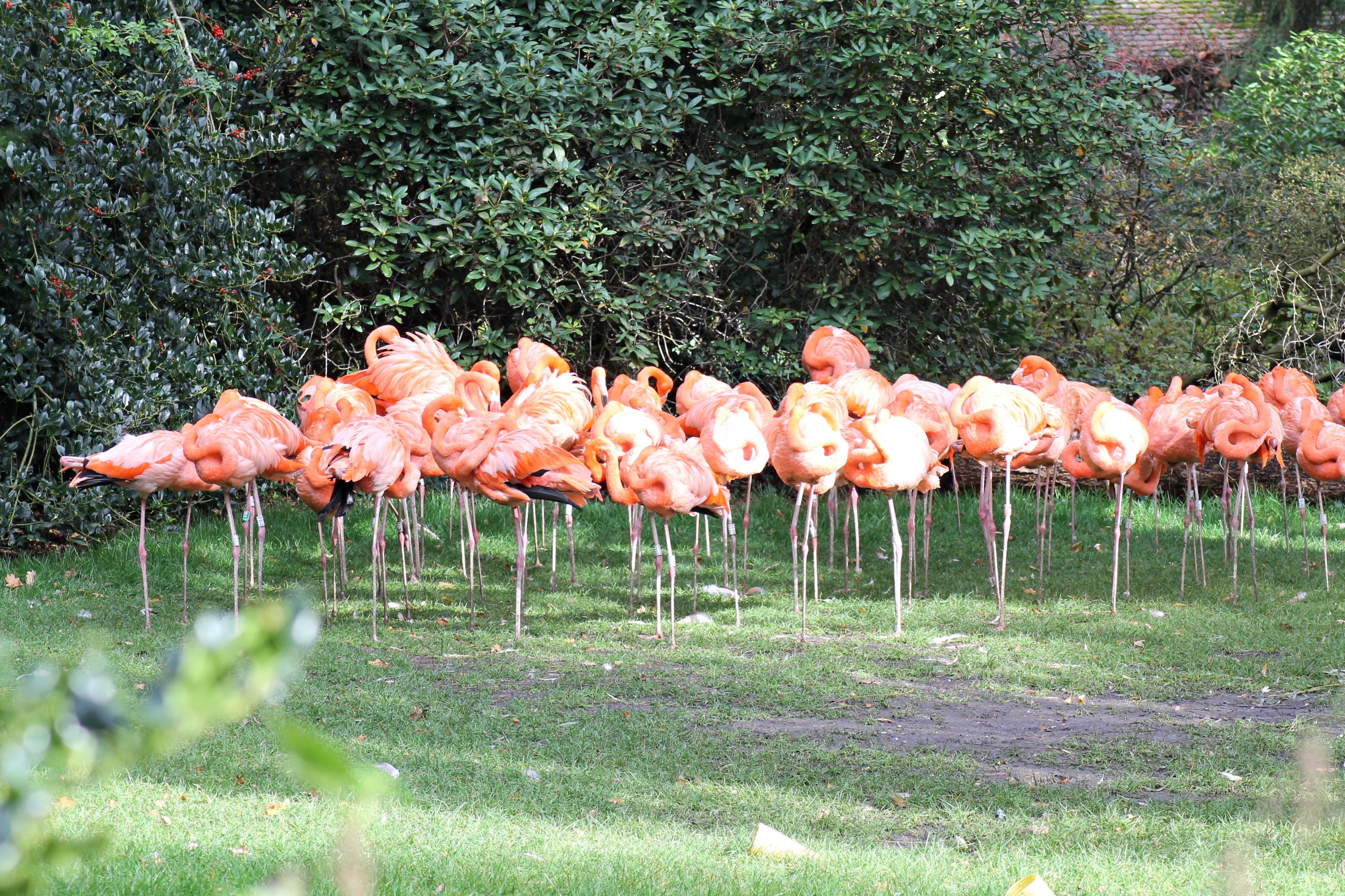 American flamingos (Phoenicopterus ruber)