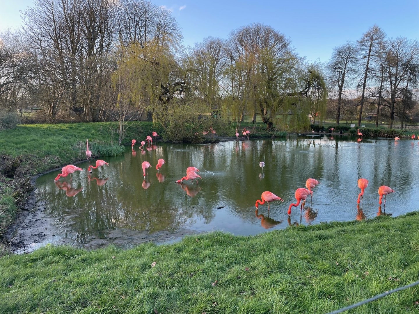 American Flamingos, (Phoenicopterus ruber)