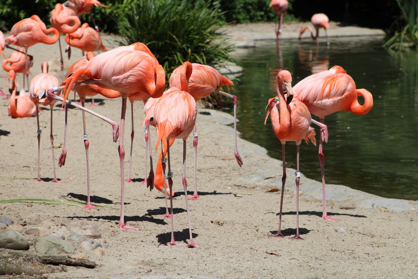 American Flamingos (Phoenicopterus ruber)