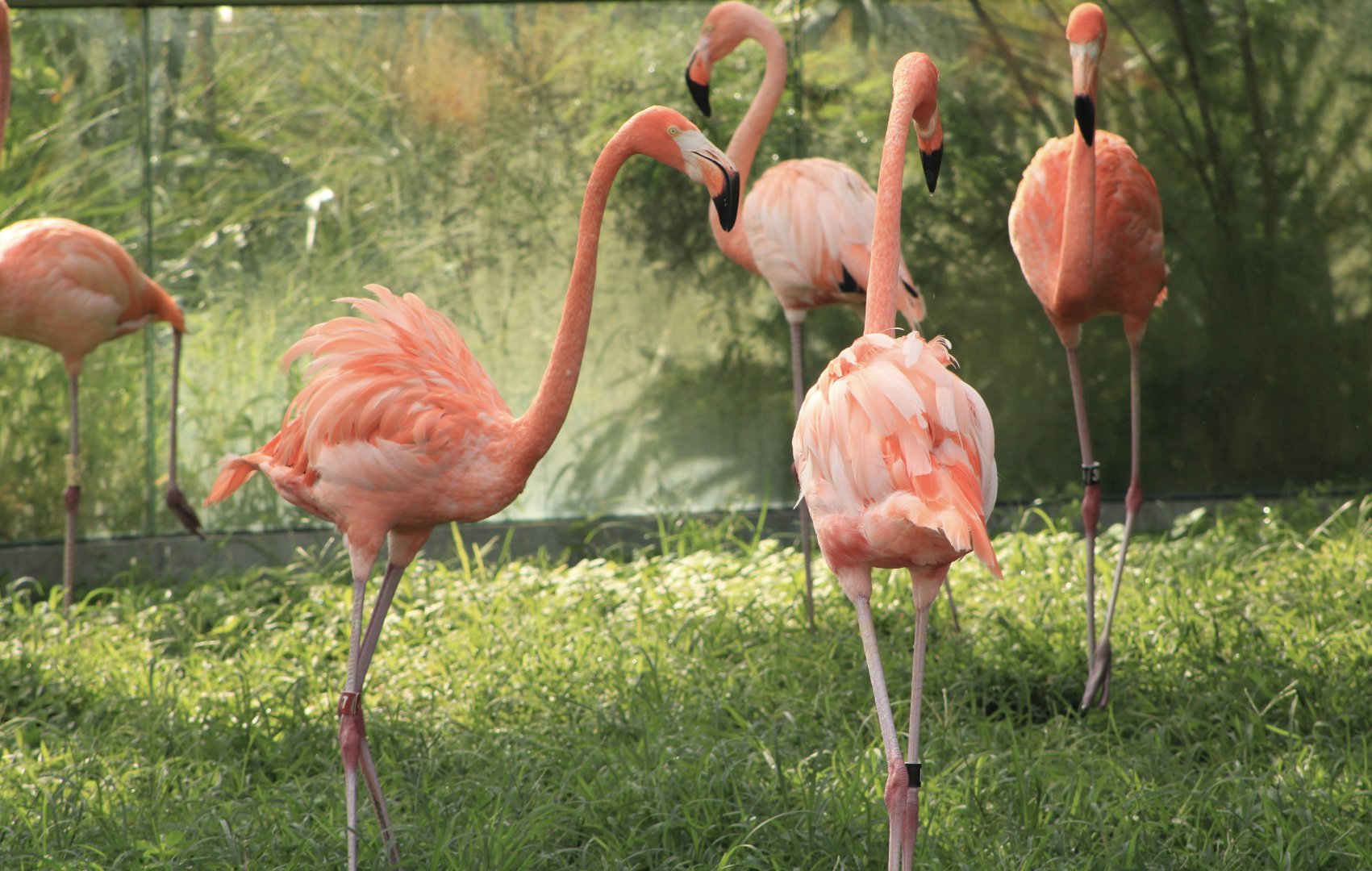 American Flamingos (Phoenicopterus ruber)