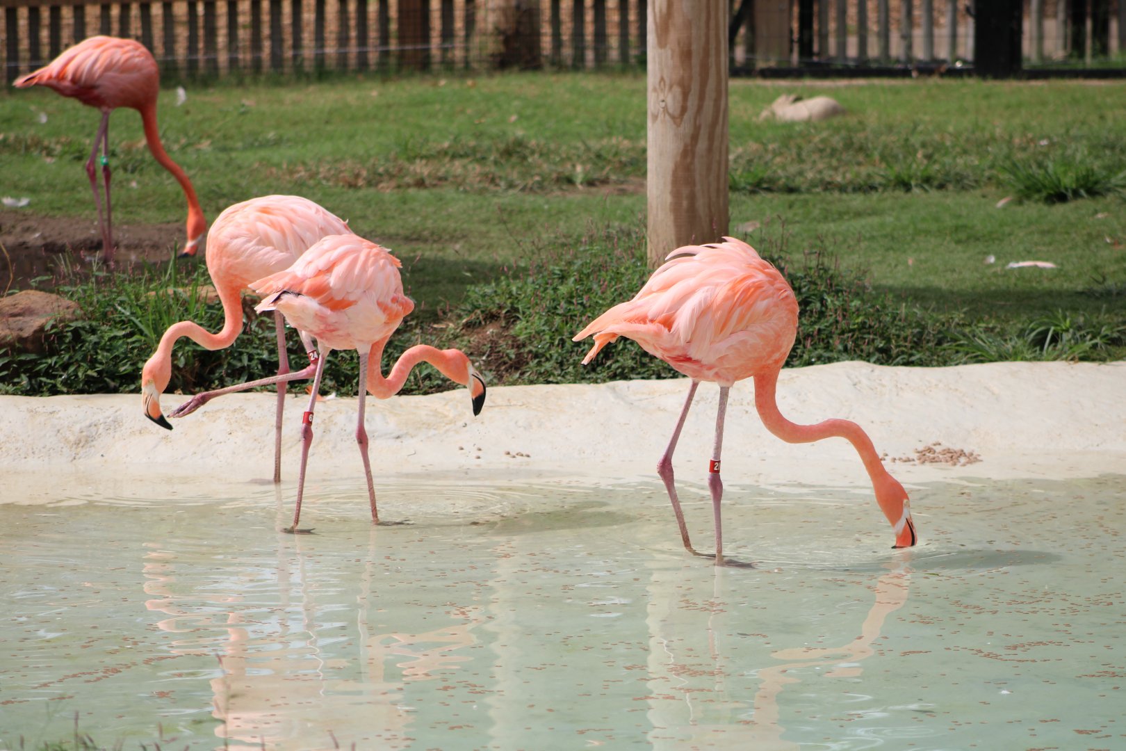 American Flamingos (Phoenicopterus ruber)