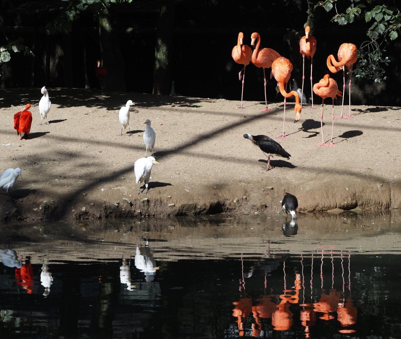 American flamingos, Western cattle egrets, Scarlet ibises and Straw-necked ibises in the cathedral aviary, 2024-