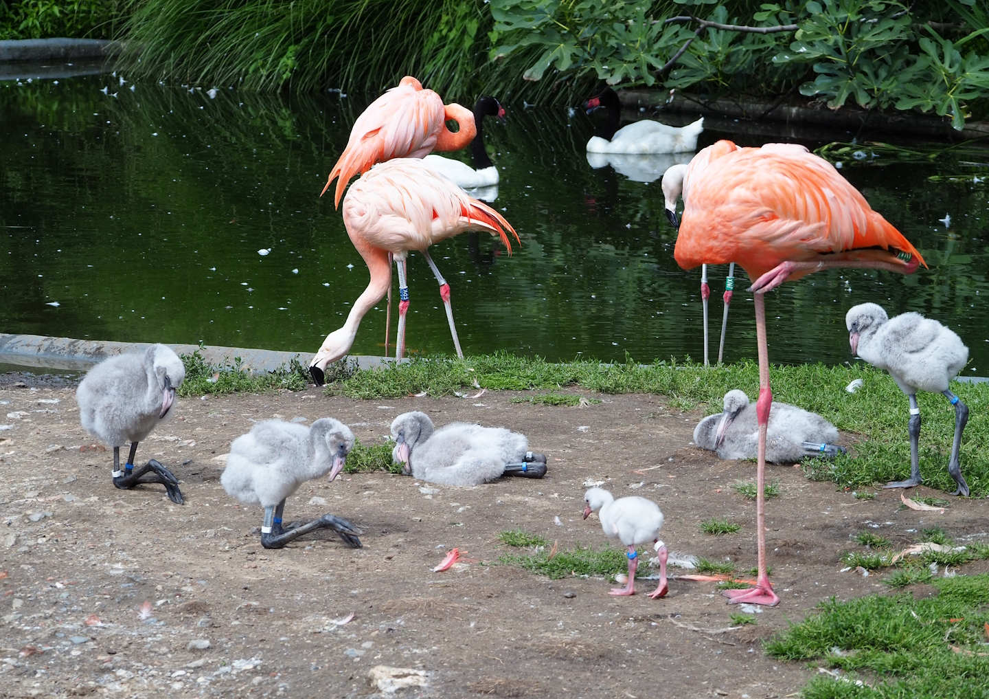 American flamingos with chicks, Chilean flamingo and Black-necked swans, 2023-07-26