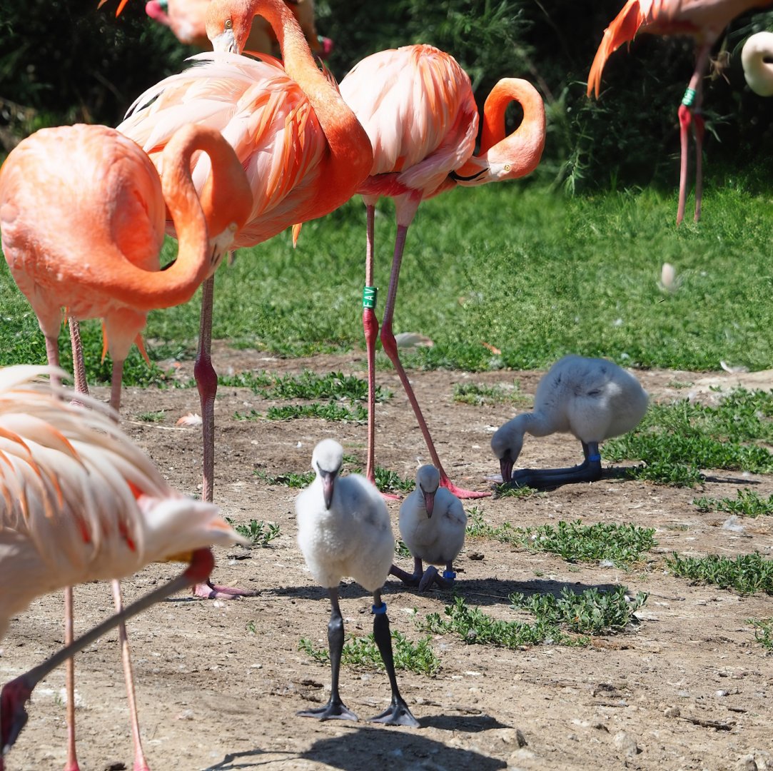 American flamingos with chicks (Phoenicopterus ruber), 2023-07-08
