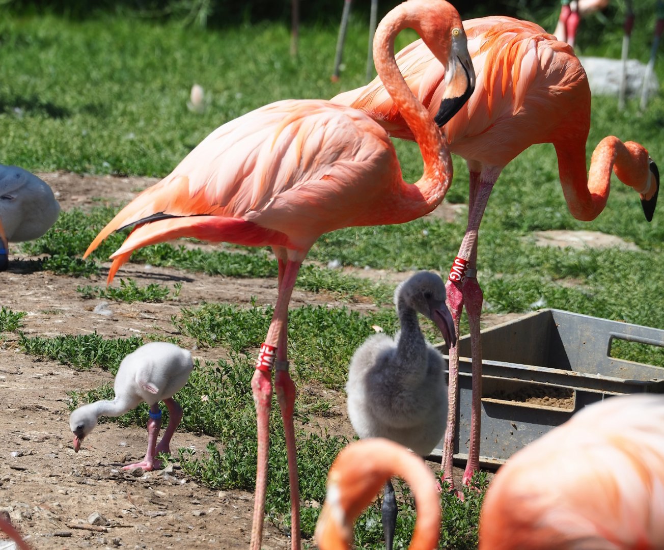 American flamingos with chicks (Phoenicopterus ruber), 2023-07-08