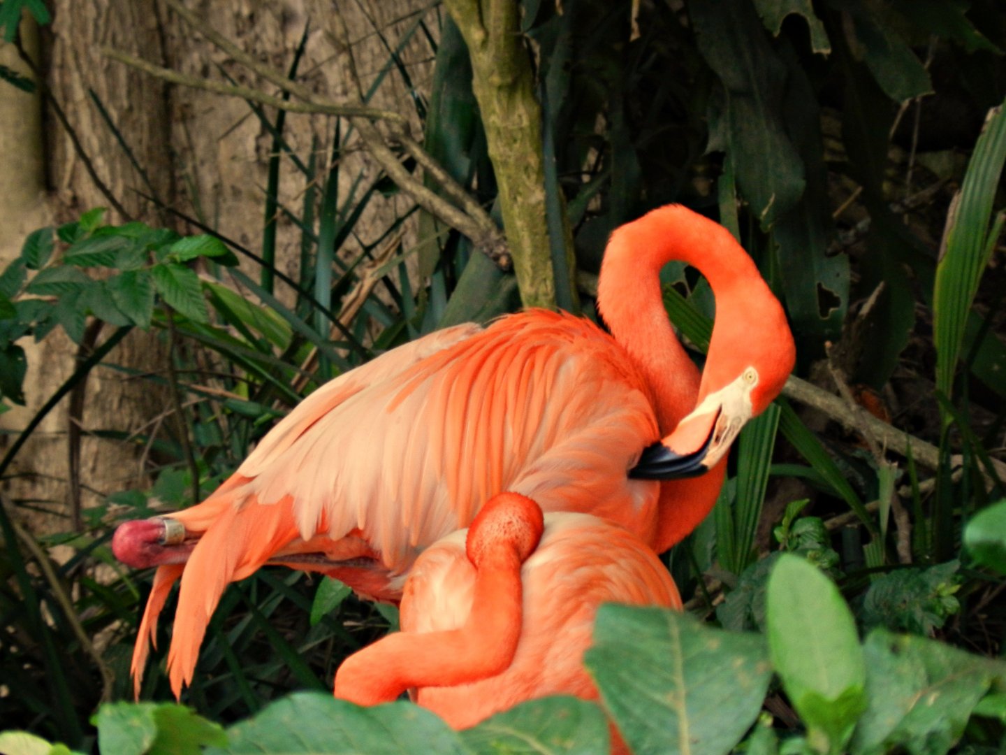 American flamingos - Zoo São Paulo