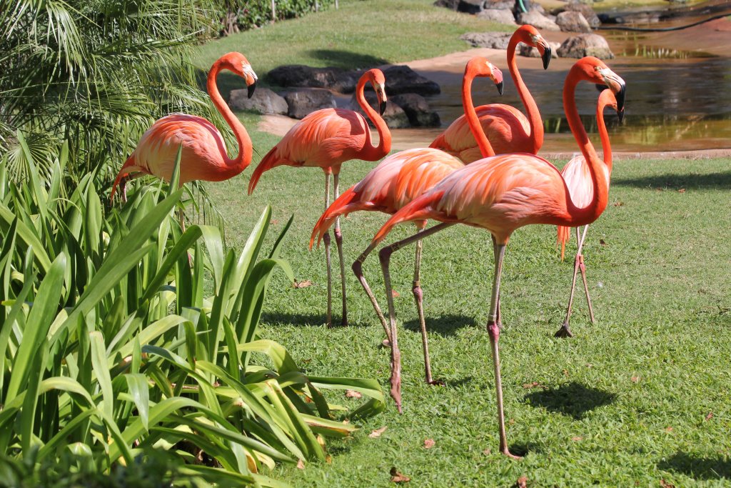 American Flamingos