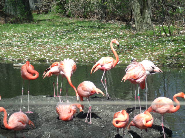 American Flamingos