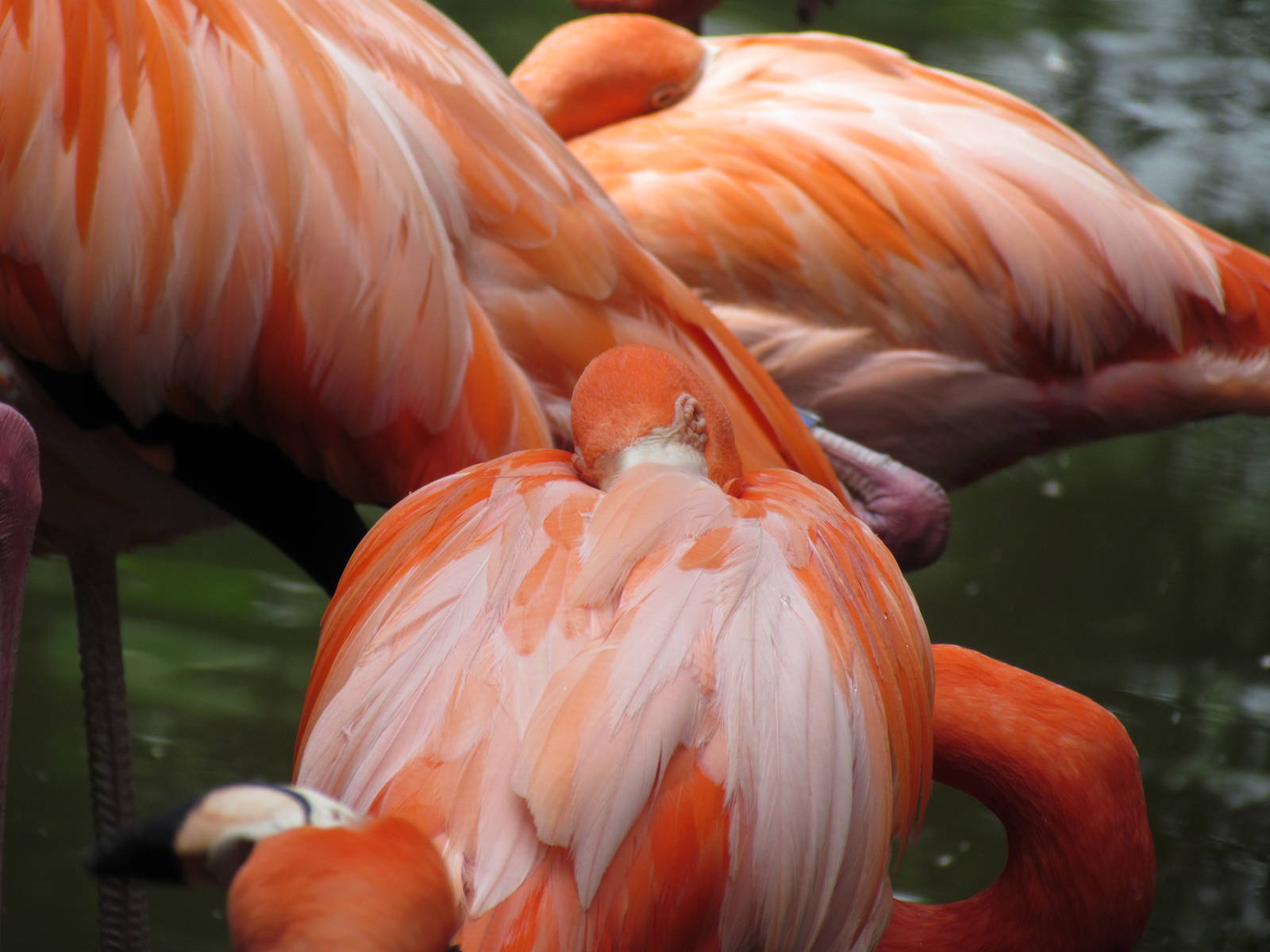 American Flamingos