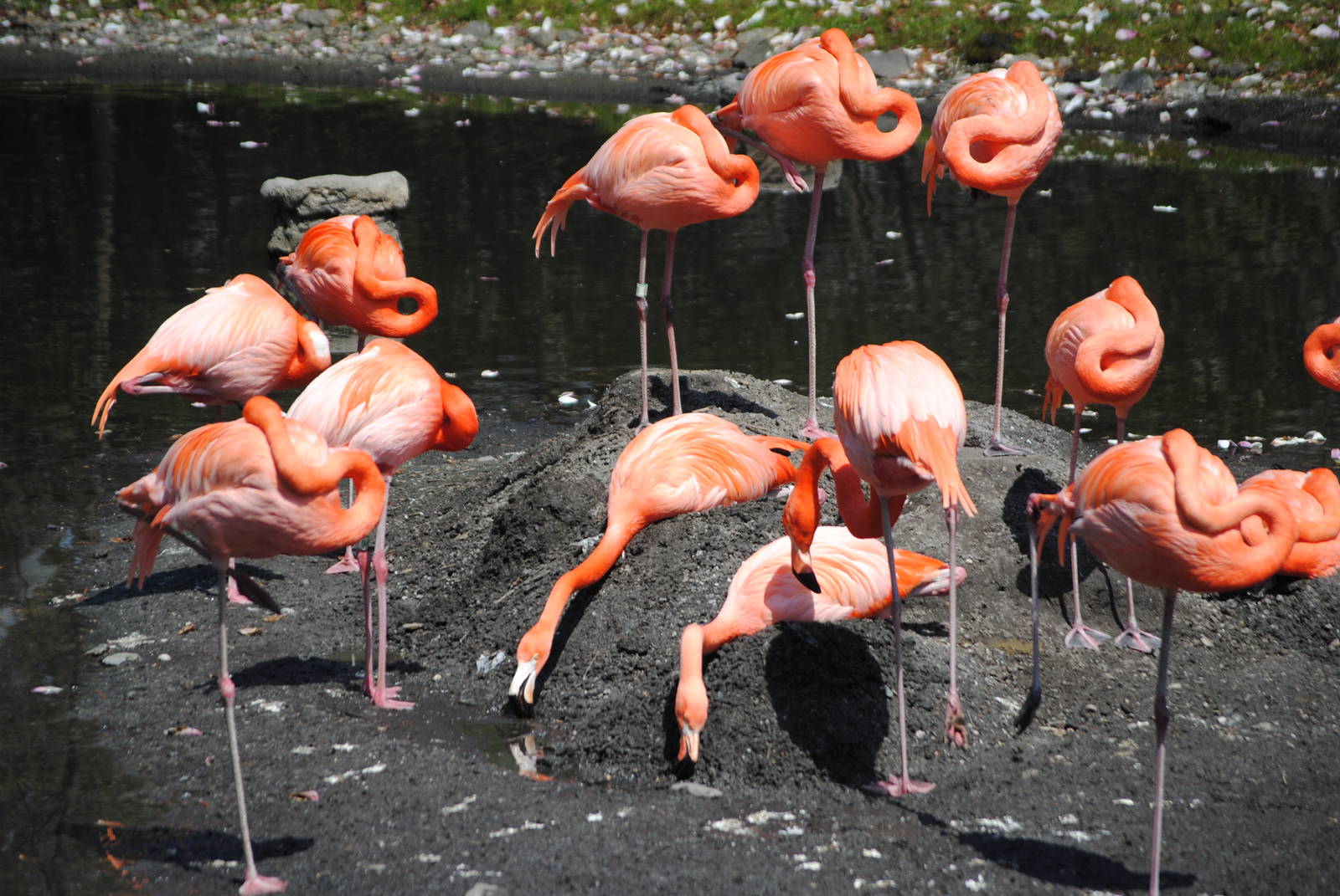 American Flamingos
