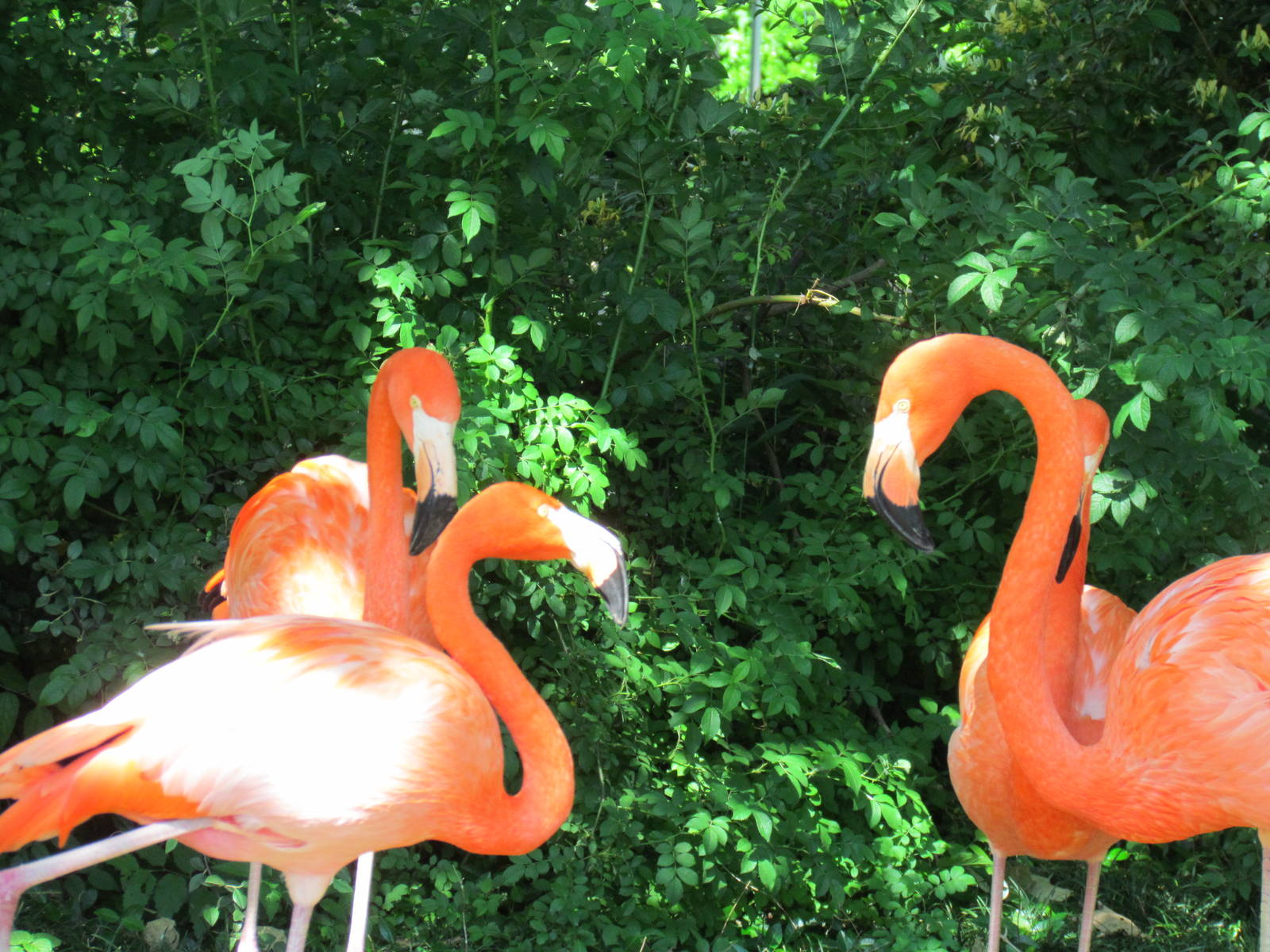 American Flamingos