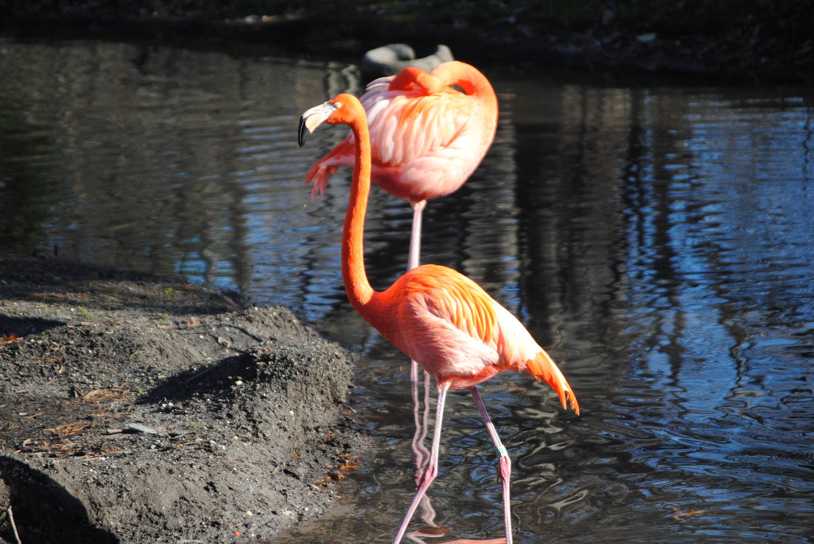 American Flamingos