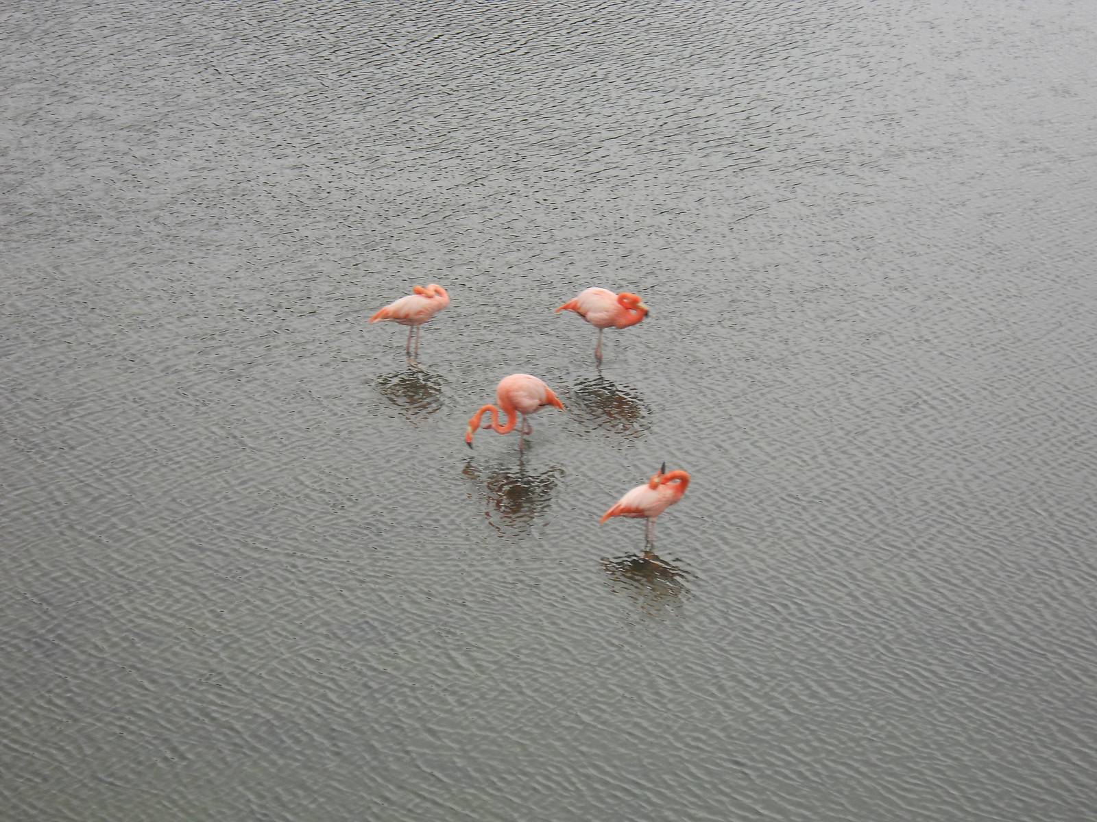 American flamingos