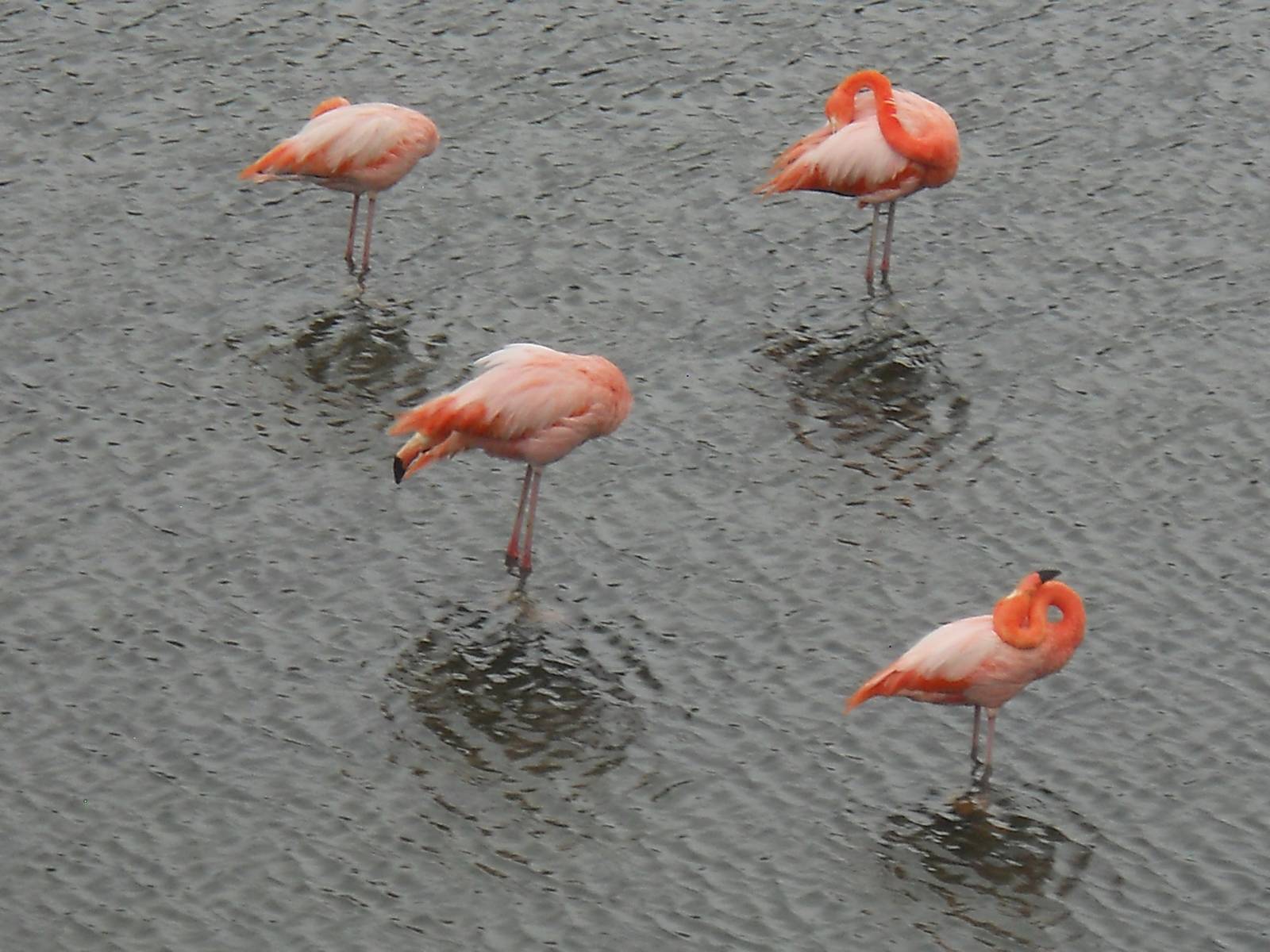 American flamingos