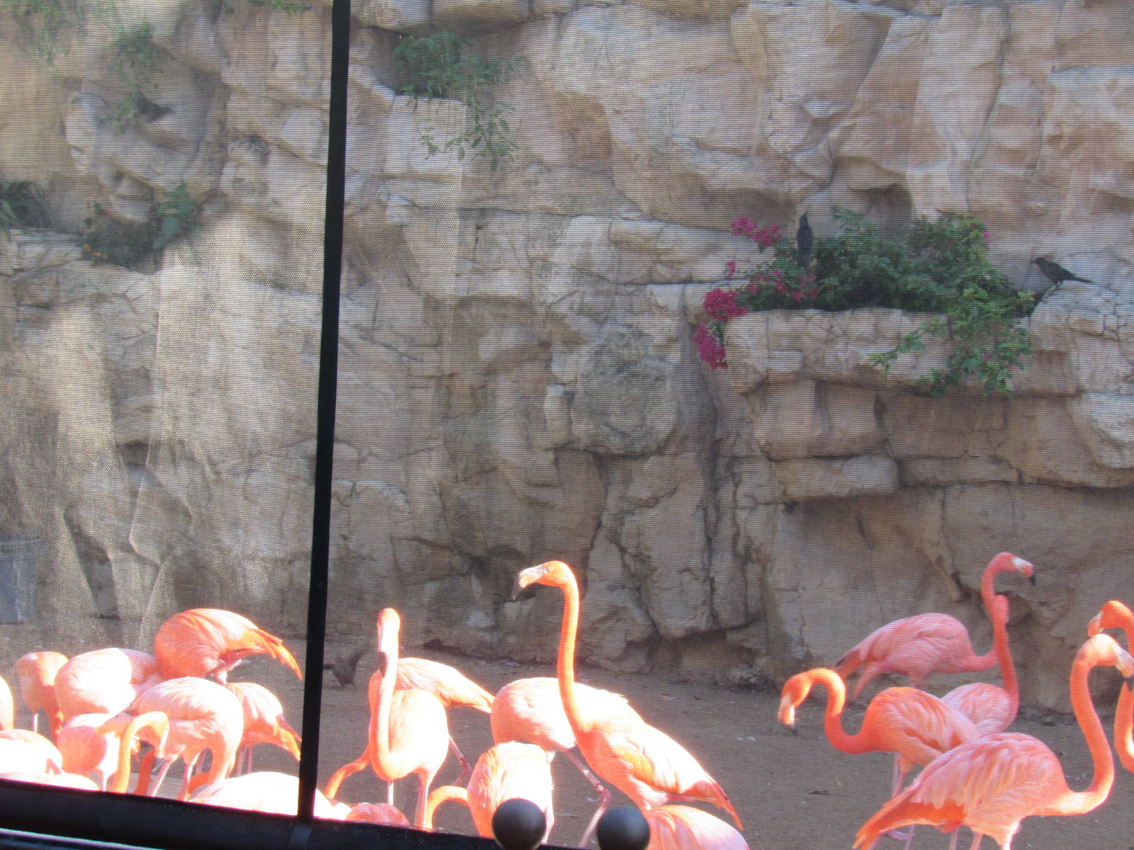 American Flamingos