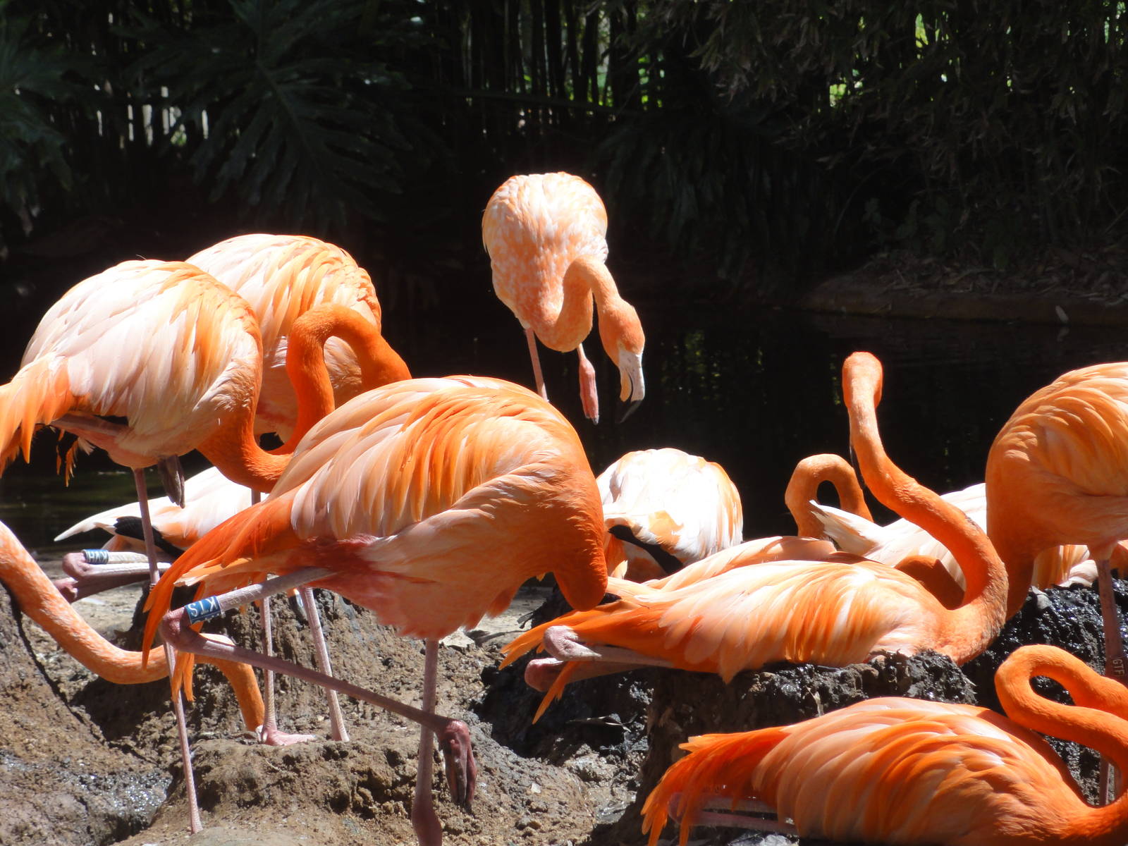 American flamingos